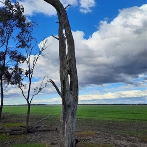 Eucalyptus sp. at Mungindi, NSW - suppressed