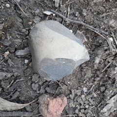 Eucalyptus (genus) at Mungindi, NSW - suppressed