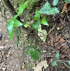 Hedera helix (Ivy) at Kangaroo Valley, NSW - 18 Oct 2024 by lbradley