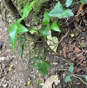 Hedera helix at Kangaroo Valley, NSW - suppressed