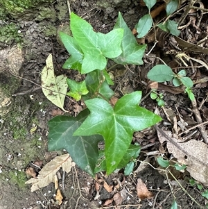 Hedera helix at Kangaroo Valley, NSW - suppressed