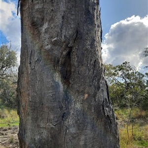 Eucalyptus sp. (A Gum Tree) at Mungindi, NSW by MB