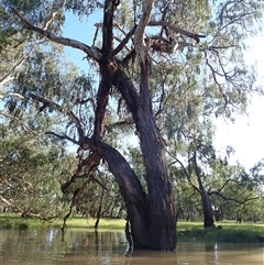 Eucalyptus sp. (A Gum Tree) at Collarenebri, NSW - 21 Apr 2022 by MB