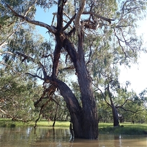 Eucalyptus sp. (A Gum Tree) at Collarenebri, NSW by MB