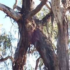 Eucalyptus sp. at Collarenebri, NSW - suppressed