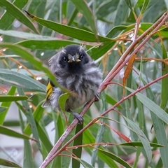 Phylidonyris niger X novaehollandiae (Hybrid) (White-cheeked X New Holland Honeyeater (Hybrid)) at Fyshwick, ACT - 17 Oct 2024 by rawshorty