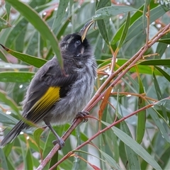 Phylidonyris niger X novaehollandiae (Hybrid) at Fyshwick, ACT - 18 Oct 2024 10:37 AM