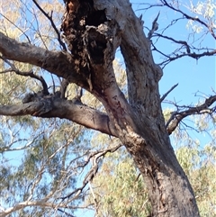 Eucalyptus sp. (A Gum Tree) at Collarenebri, NSW - 22 Apr 2022 by MB