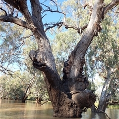 Eucalyptus sp. at Collarenebri, NSW - 22 Apr 2022