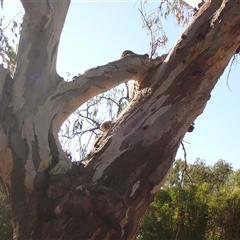 Eucalyptus sp. (A Gum Tree) at Collarenebri, NSW - 21 Apr 2022 by MB