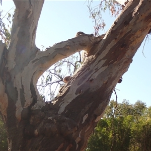 Eucalyptus sp. (A Gum Tree) at Collarenebri, NSW by MB