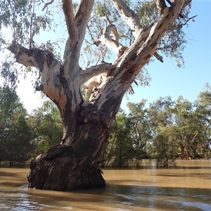 Eucalyptus sp. at Collarenebri, NSW - suppressed