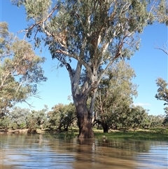 Eucalyptus sp. (A Gum Tree) at Collarenebri, NSW - 22 Apr 2022 by MB