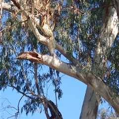 Eucalyptus sp. at Collarenebri, NSW - suppressed