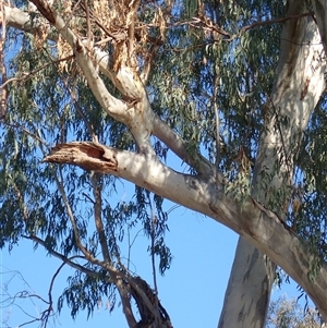 Eucalyptus sp. at Collarenebri, NSW - suppressed