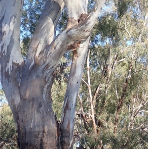 Eucalyptus sp. at Collarenebri, NSW - suppressed