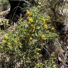 Grevillea alpina (Mountain Grevillea / Cat's Claws Grevillea) at Acton, ACT - 17 Oct 2024 by JohnKalish