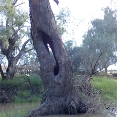 Eucalyptus sp. (A Gum Tree) at Collarenebri, NSW - 24 Apr 2022 by MB