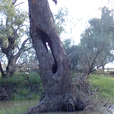 Eucalyptus sp. at Collarenebri, NSW - 23 Apr 2022 by MB