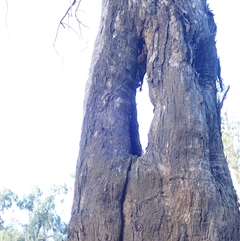 Eucalyptus sp. at Collarenebri, NSW - suppressed