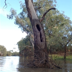 Eucalyptus sp. at Collarenebri, NSW - suppressed