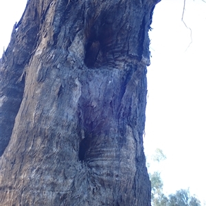 Eucalyptus sp. at Collarenebri, NSW - suppressed