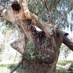 Eucalyptus sp. (A Gum Tree) at Collarenebri, NSW - 24 Apr 2022 by MB