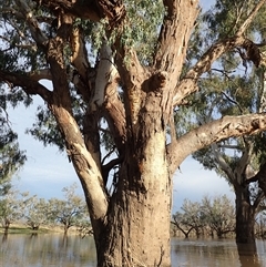 Eucalyptus sp. (A Gum Tree) at Collarenebri, NSW - 25 Apr 2022 by MB