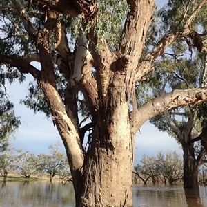 Eucalyptus sp. (A Gum Tree) at Collarenebri, NSW by MB