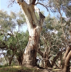 Eucalyptus sp. (A Gum Tree) at Walgett, NSW - 25 Apr 2022 by MB