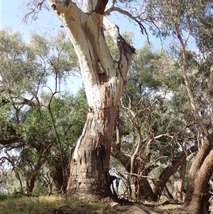 Eucalyptus sp. at Walgett, NSW - suppressed