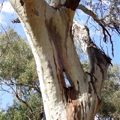 Eucalyptus sp. at Walgett, NSW - 25 Apr 2022