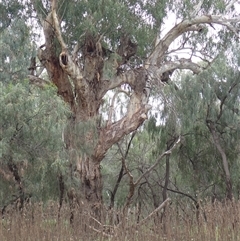 Eucalyptus sp. (A Gum Tree) at Walgett, NSW - 25 Apr 2022 by MB