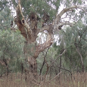 Eucalyptus sp. at Walgett, NSW - suppressed