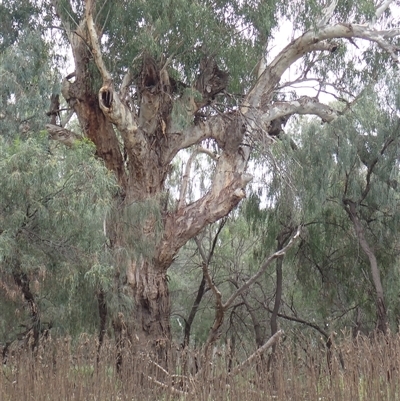 Eucalyptus sp. (A Gum Tree) at Walgett, NSW - 25 Apr 2022 by MB