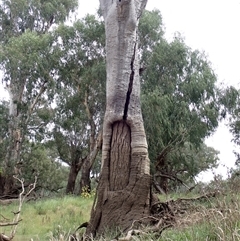 Eucalyptus sp. at Walgett, NSW - 25 Apr 2022 by MB