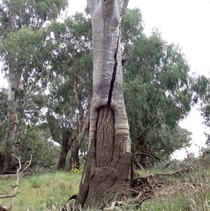 Eucalyptus sp. at Walgett, NSW - suppressed