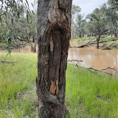 Eucalyptus sp. at Walgett, NSW - 25 Apr 2022