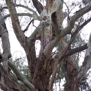 Eucalyptus sp. at Walgett, NSW - suppressed