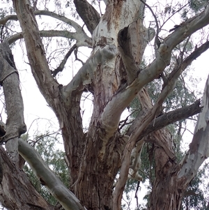 Eucalyptus (genus) at Walgett, NSW - suppressed