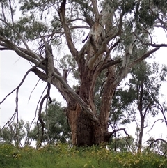 Eucalyptus sp. at Walgett, NSW - suppressed