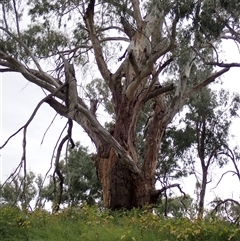 Eucalyptus (genus) at Walgett, NSW - suppressed