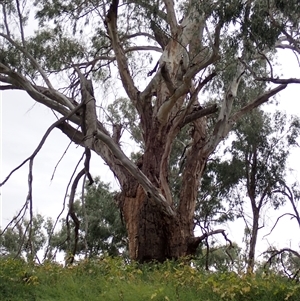 Eucalyptus sp. at Walgett, NSW - 26 Apr 2022