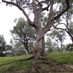 Eucalyptus sp. (A Gum Tree) at Walgett, NSW - 26 Apr 2022 by MB