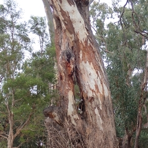 Eucalyptus sp. (A Gum Tree) at Walgett, NSW by MB