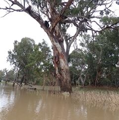 Eucalyptus sp. at Walgett, NSW - suppressed