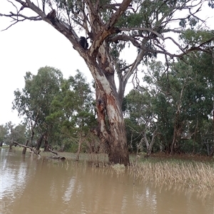 Eucalyptus sp. at Walgett, NSW - suppressed