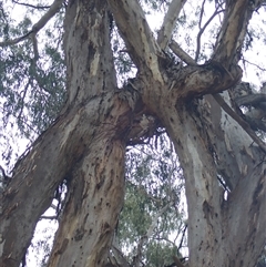 Eucalyptus sp. (A Gum Tree) at Walgett, NSW - 27 Apr 2022 by MB