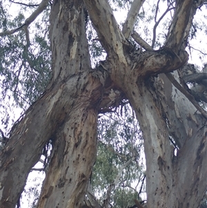 Eucalyptus sp. at Walgett, NSW - suppressed