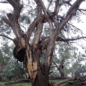 Eucalyptus sp. at Walgett, NSW - suppressed